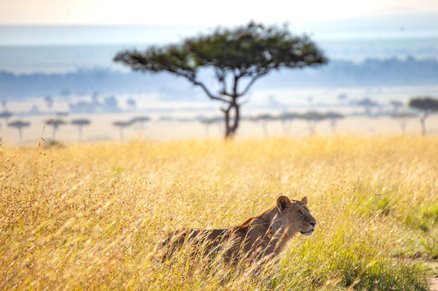 Masai Mara