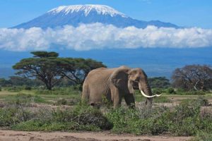 3 Days, 2 Nights Amboseli National Park Safari