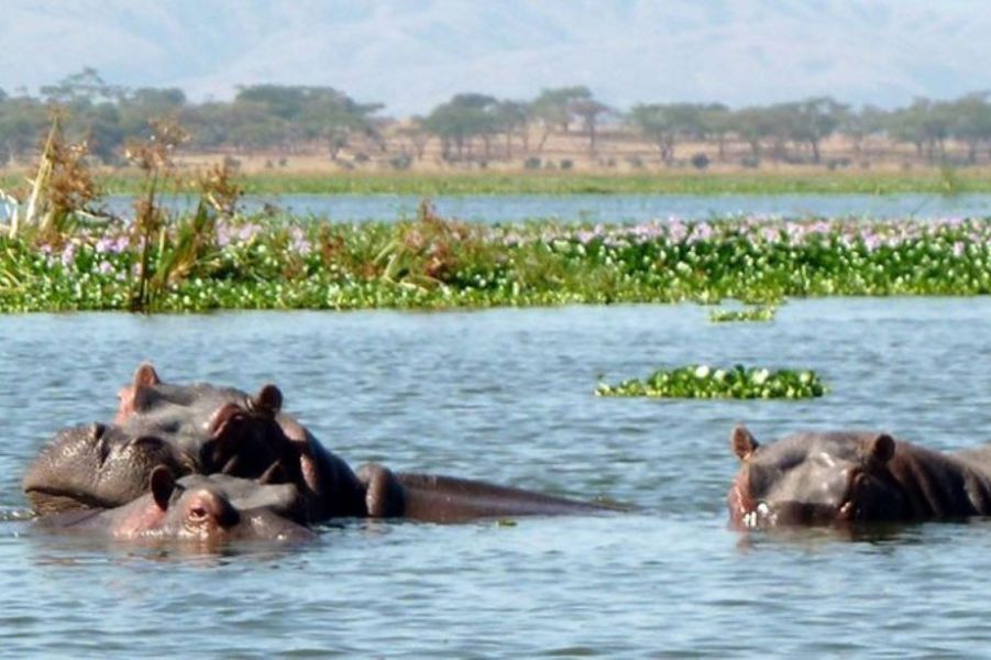 Lake Naivasha