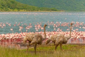 6 Days Masai Mara & Rift Valley Lakes - Nakuru, Bogoria & Naivasha