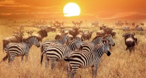 4 Days, 3 Nights Masai Mara Safari Adventure