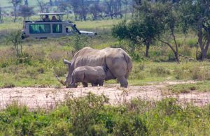 4 Days Masai Mara & Lake Nakuru National Park Safari