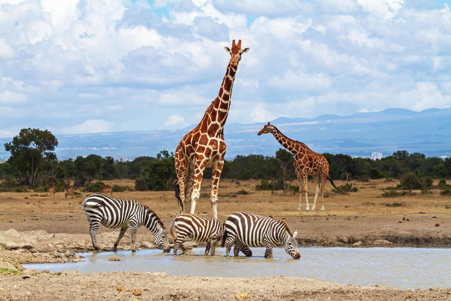 4 Days Ol Pejeta Conservancy & Lake Naivasha Wildlife Safari