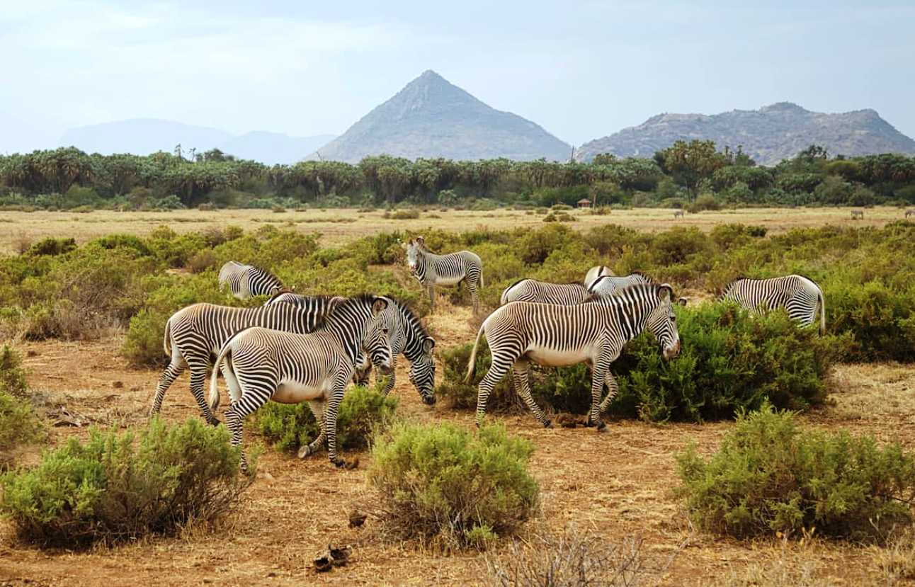 Samburu