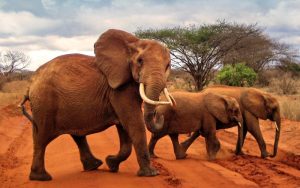 3 Days Tsavo East & West Safari from Mombasa