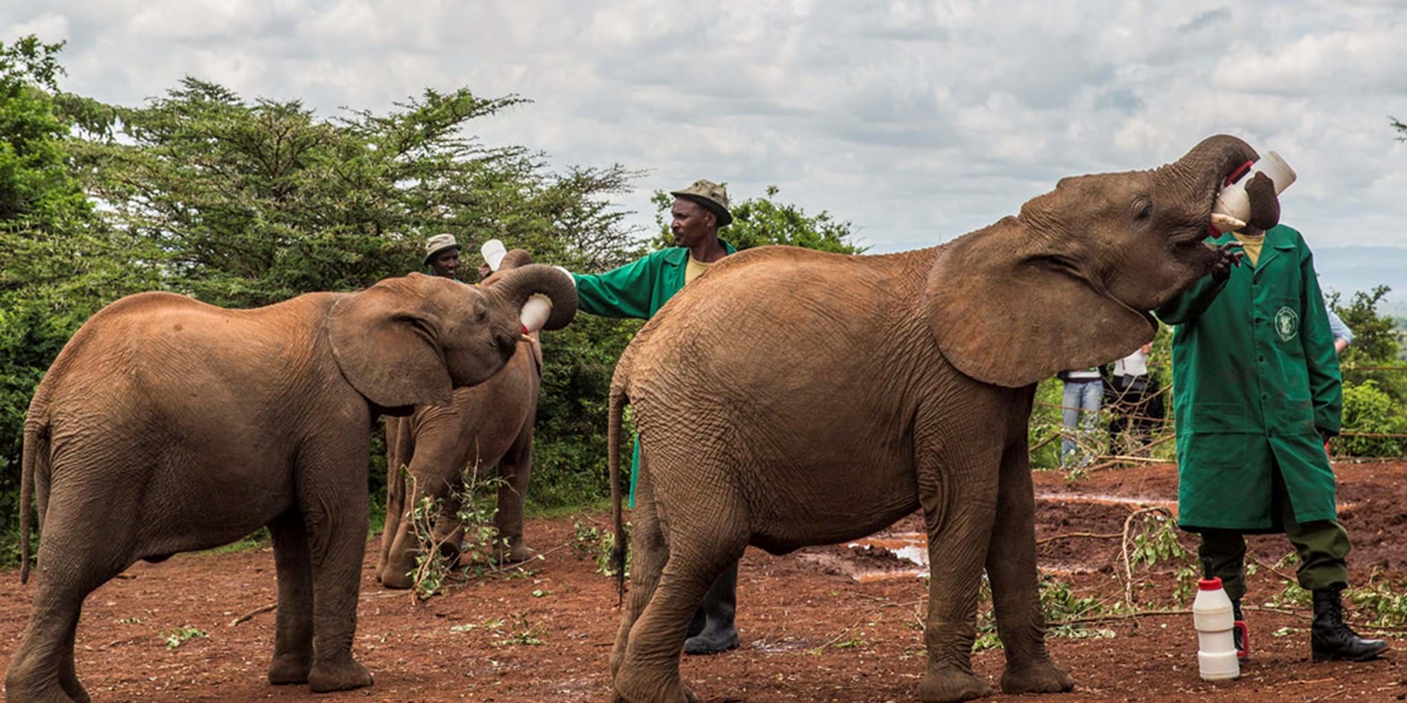 Nairobi National Park, Giraffe Center & Elephant Orphanage Day Trip