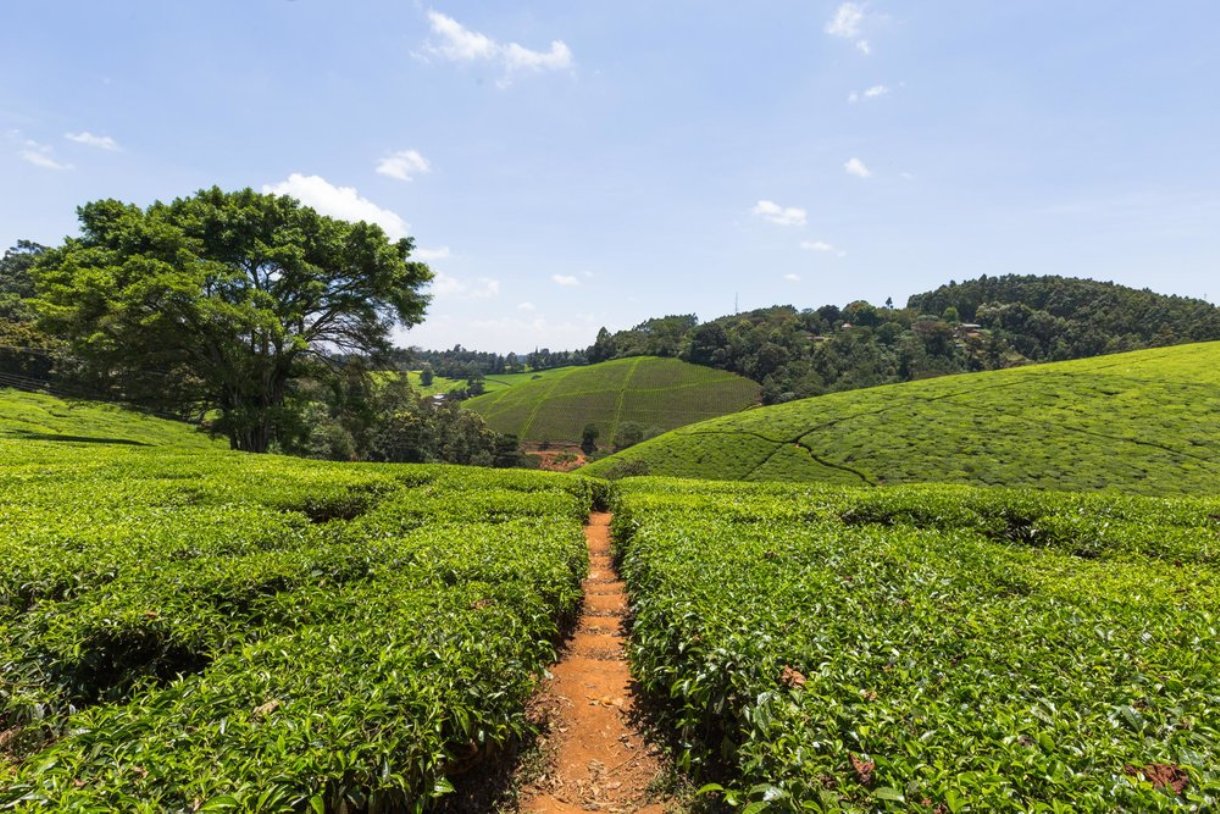 Kiambethu Tea Farm Day Tour