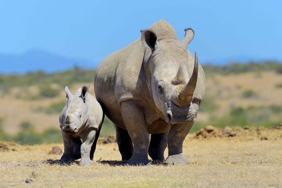 Ol Pejeta Conservancy & Chimpanzee Sanctuary Day Trip