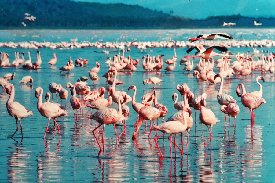 Lake Nakuru