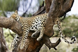 3 Days Scenic Samburu Game Reserve Safari