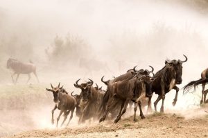 6 Days Masai Mara Wildebeest Migration & Lake Nakuru Safari